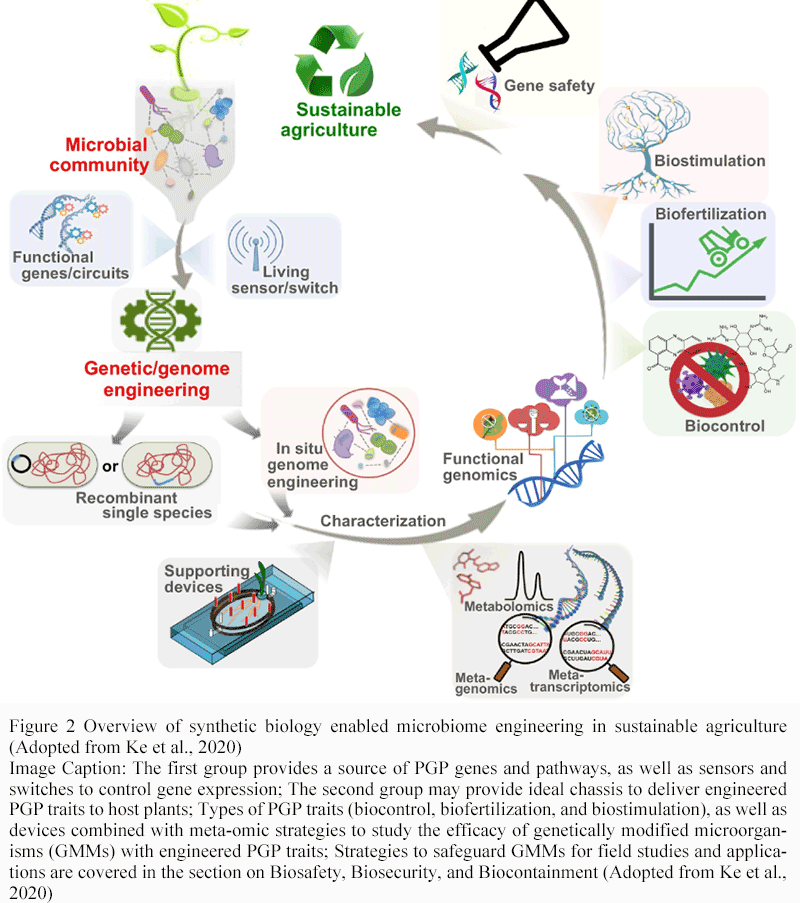 Biotechnology Risks Biosafety Assessment of Synthetic Microbial Communities: Methods and ...