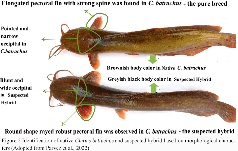 Geographic Patterns of Genetic Structure and Global Gene Flow in ...