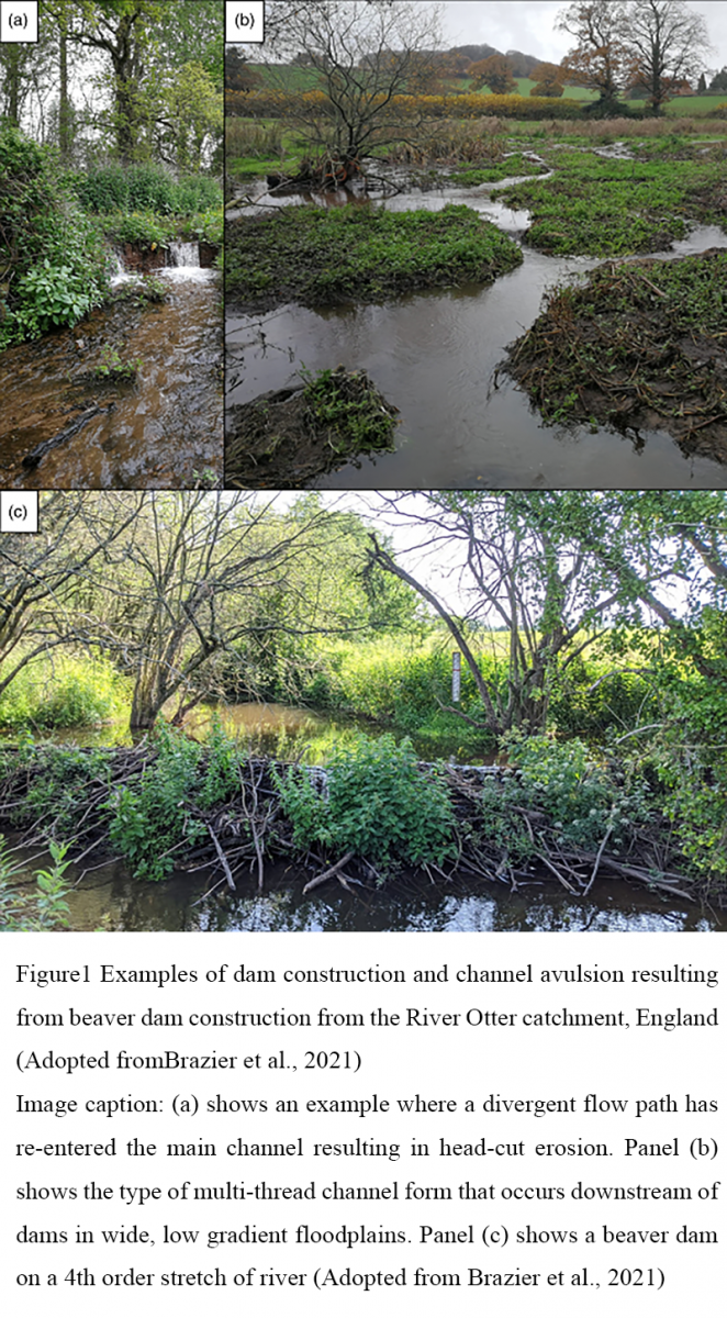 Ecosystem Engineering by Beavers: Impacts on Biodiversity and Hydrology ...