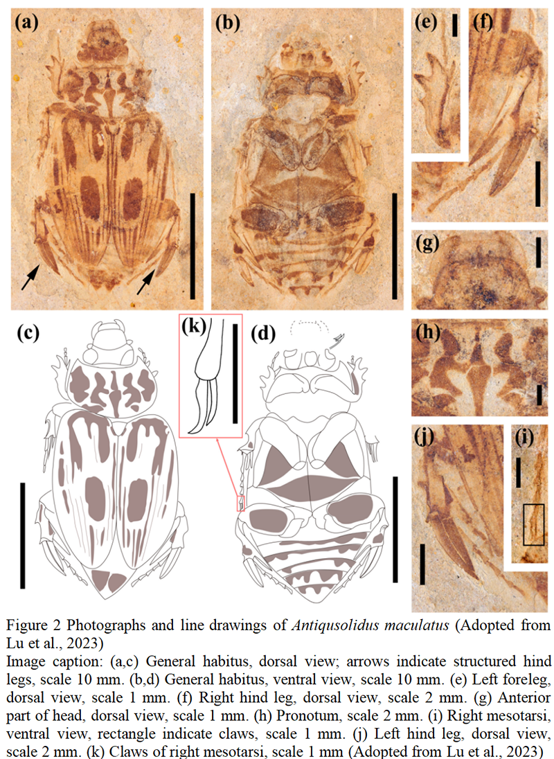 Evolutionary Trends in Beetle Morphology Insights from Fossil Records ...