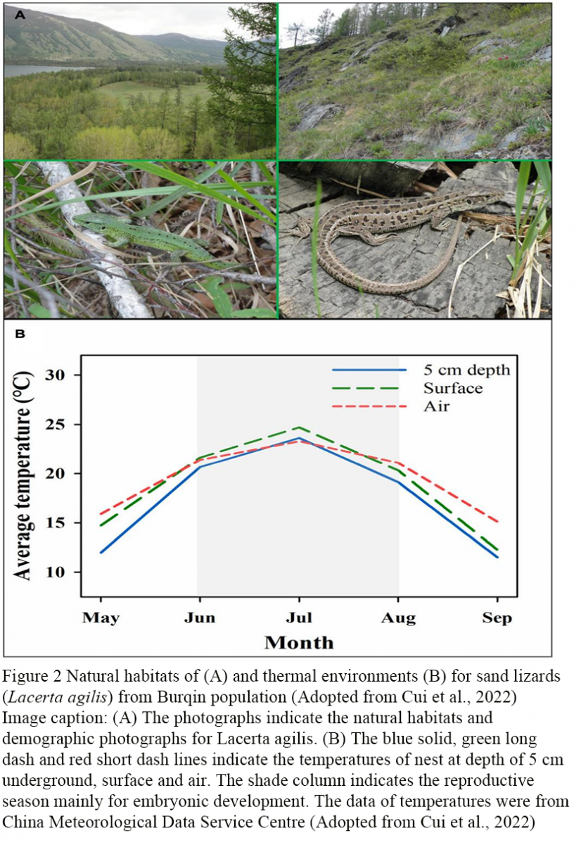 Phenotypic and Evolutionary Adaptations of Reptiles to Climate Change ...