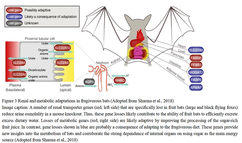 Adaptive Evolution in Wild Animals: Key Traits and Evolutionary ...